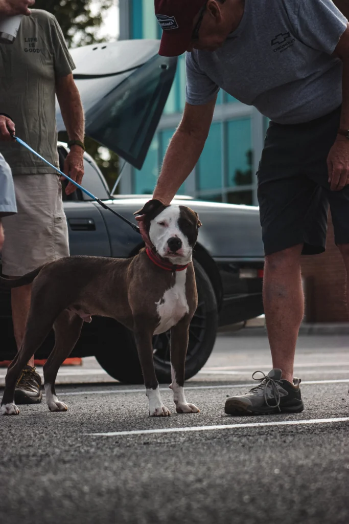 Brown and white dog on a leash being petted by a man next to a silver car with open hood at a car event