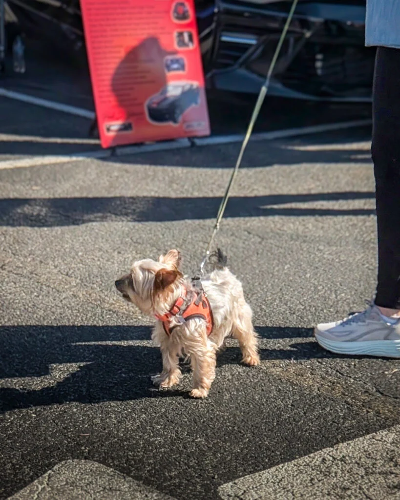 Small dog on a leash standing on an asphalt surface near person wearing white sneakers, with a red sign and black vehicle in