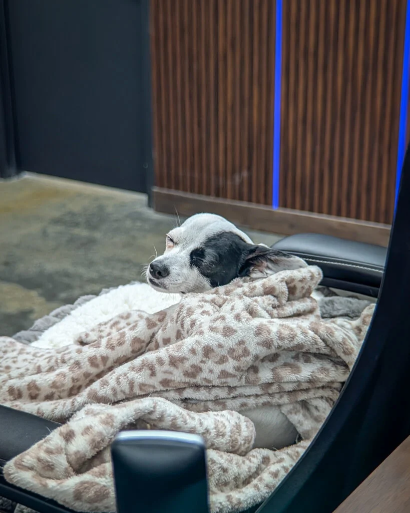 Small black and white dog resting with eyes closed on a beige leopard print blanket indoors
