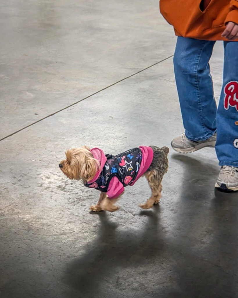Small dog in a pink and black jacket on a leash held by person in jeans and orange sweatshirt on concrete floor