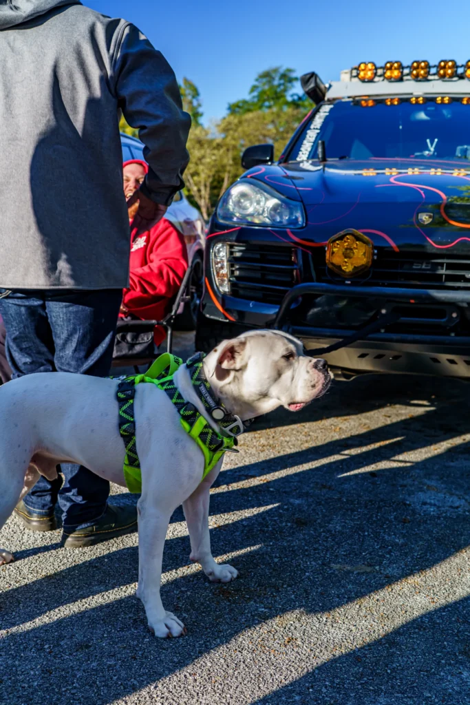 Black Porsche Cayenne with aftermarket roof lights and custom pinstriping, sitting outdoors with a white dog and people